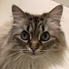 little_biscuit